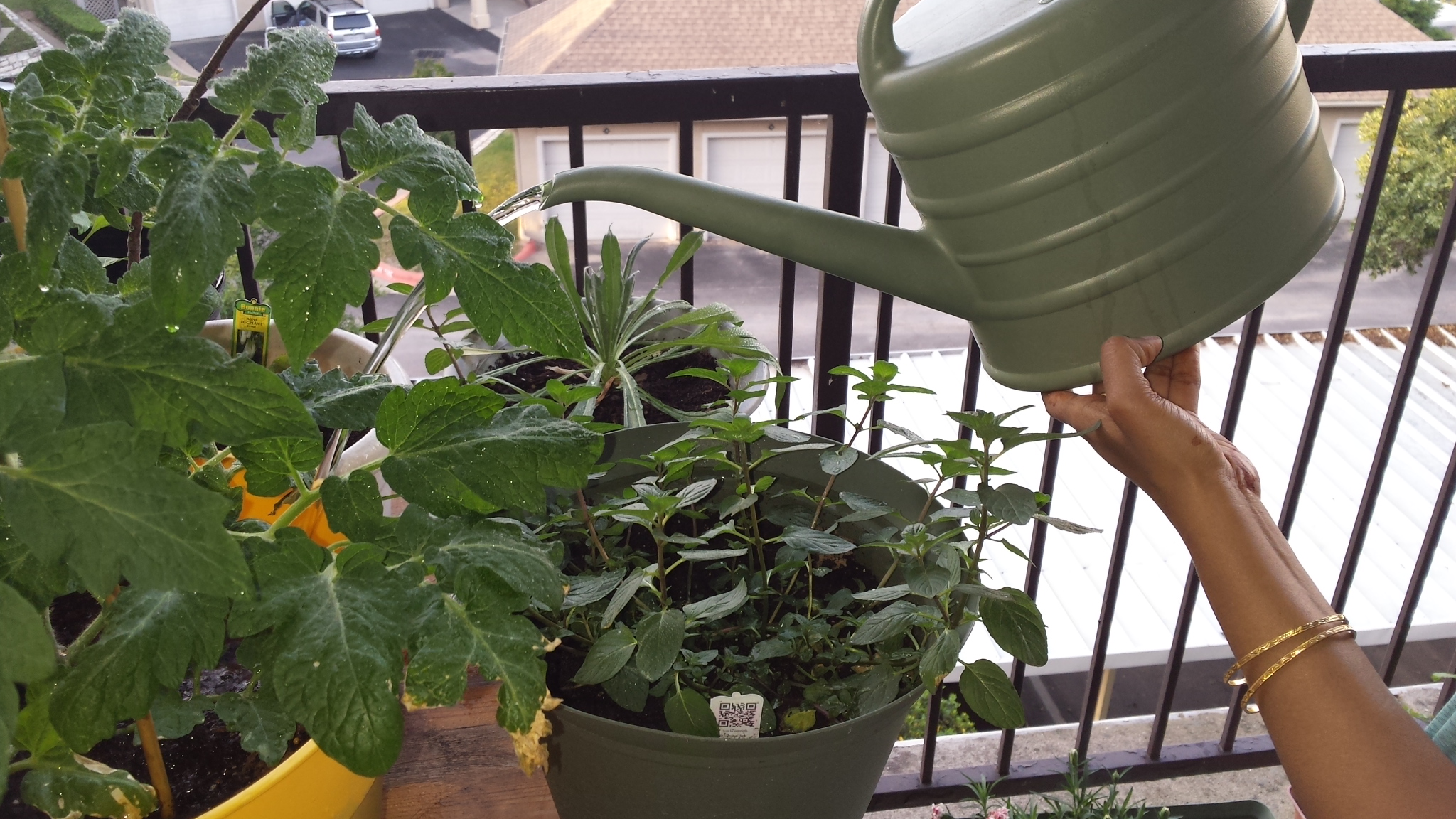 how often to water potted vegetable plants